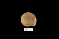 藏品(老子盾蝸牛)的圖片